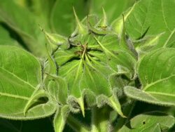 ECU Shot of summer flowers / Trier, Rhineland Palatinate, Germany Stock Footage