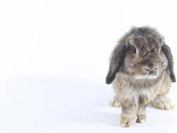 Rabbit Stock Footage