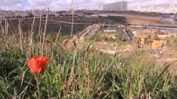 Red flower(Anemone) with bulldozer at work in background Stock Footage