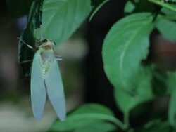T/L, A Newlyâ€emerged Cicada. Tokyo, Japan. Stock Footage
