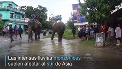 CLEAN : Elefantes rescatistas en medio de las inundaciones en Nepal News Clip