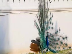 Peacock feathers beautiful bird. Stock Footage