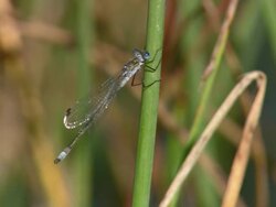 MS Dragonfly sitting on grass straw / Visby, Nar, Ljugarn, Gotland, Sweden  Stock Footage