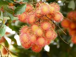 Rambutan Stock Footage