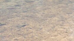 Fishes in the pool Stock Footage