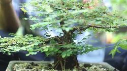 man taking care of a bonsai Stock Footage