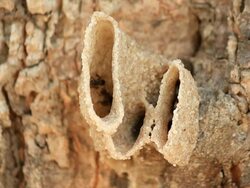 Insect Stock Footage