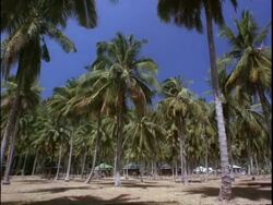 MWA Holiday resort nestled amongst palm trees, Thailand Stock Footage