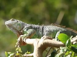Green Iguana. Stock Footage