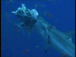 MS Silver Tip Reef shark (Carcharhinus albimarginatus) feeding on carcass, coloured fish swimming around, Papua New Guinea , West New Britain Region Stock Footage
