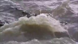 Crocodiles thrash in a river as they feed on their prey. Stock Footage