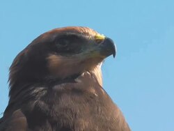 Marsh Harrier Circus aeruginosus close-up Stock Footage