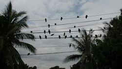Birds on the Wires Stock Footage