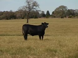 Caucasian Cowboy Rides Brown Horse on Texas Ranch Stock Footage