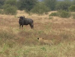 WS TS View of Wildebeest being stalking by lioness, Pilanesberg Game Reserve / North West Province, South Africa Stock Footage