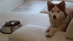 Siberian Husky dog - Stock Video Stock Footage