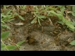 Winged and nonwinged Termites emerging from hole in ground, close up, Nagarahole, India Stock Footage