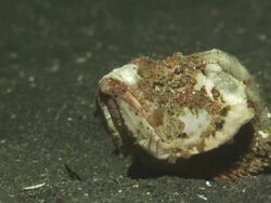 White devilfish, in sea bed bottom, Indonesia  Stock Footage