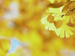 CU Ginkgo leaves swaying by wind / Shibuya, Tokyo, Japan Stock Footage