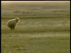 MS Grizzly bear running then standing up on hind legs to look around, Arctic circle Stock Footage