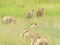 MS TU PAN Shot of Lion pride walking through shallow floodplain waters / Okavango Delta, North West District, Botswana Stock Footage