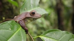 Giant tree frog (Hypsiboas boans) sitting on a branch in the rainforest, Ecuador Stock Footage