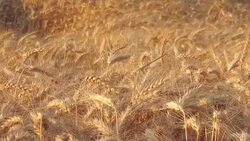 Wheat field, cereal crop heads in sunset Stock Footage