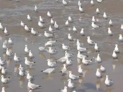 Group of birds Stock Footage