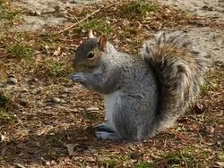 Squirrel eating nuts Stock Footage