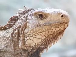 Closeup of green Iguana Stock Footage