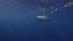 Great White Shark Slow Motion Stock Footage