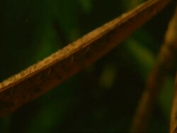 High Speed - Sweet Pea Seed Pod bursting open, England Stock Footage