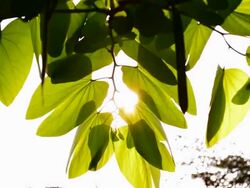 green leaf in sun light Stock Footage