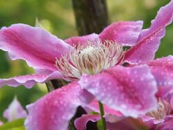 HD DOLLY: Pink Temperate Flower Stock Footage