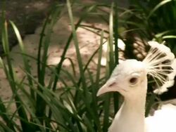 Closeup of a White Peacock Stock Footage
