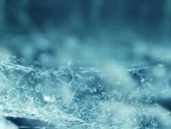 Spider web at dawn Stock Footage