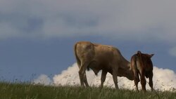 Calf and sister Stock Footage