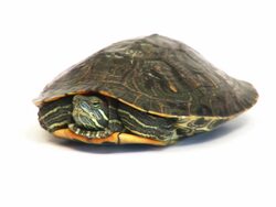 SLO MO Coming Out Of Your Shell Stock Footage