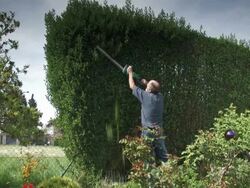 NTSC:Cutting the hedge Stock Footage