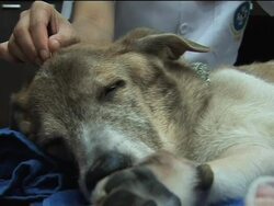 Dogs receive world-class treatment in Thai Pet Hospital Instructional Video