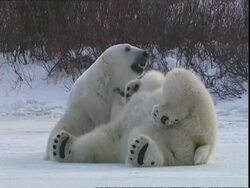 Polar bears (Ursus maritimus) lying on snow, feet in air, near Churchill, Manitoba, Canada Stock Footage