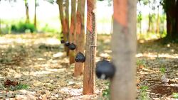 Rubber trees Stock Footage