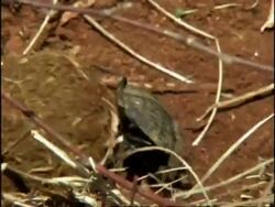 Dung Beetle (superfamily Scarabaeoidea) bringing dung ball into burrow, sequence, Kenya Stock Footage