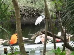 Great White Egret watches scullers, guide boat and flies off Stock Footage