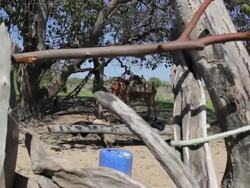 WS View of Horse in city / Pilao Arcado, Bahia, Brazil Stock Footage
