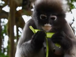 dusky leaf monkey Stock Footage