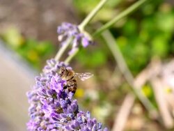 ECU SLO MO Shot of Honey bee feeding on nectar from lavender flower, takes off and flying away / Les Mureaux, Yvelines (78), France Stock Footage