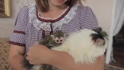 Raw: Russian Cat Adopts Baby Monkey As Its Own Instructional Video