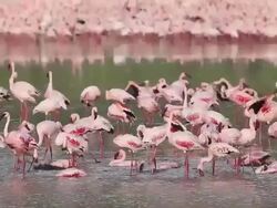 MS Lesser flamingo phoenicopterus minor group having bath in lake / National Park, Africa, Kenya Stock Footage