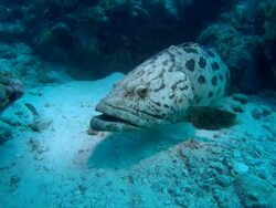 Potato grouper, Epinephelus tukula, reef, Aldabra, Indian Ocean Stock Footage